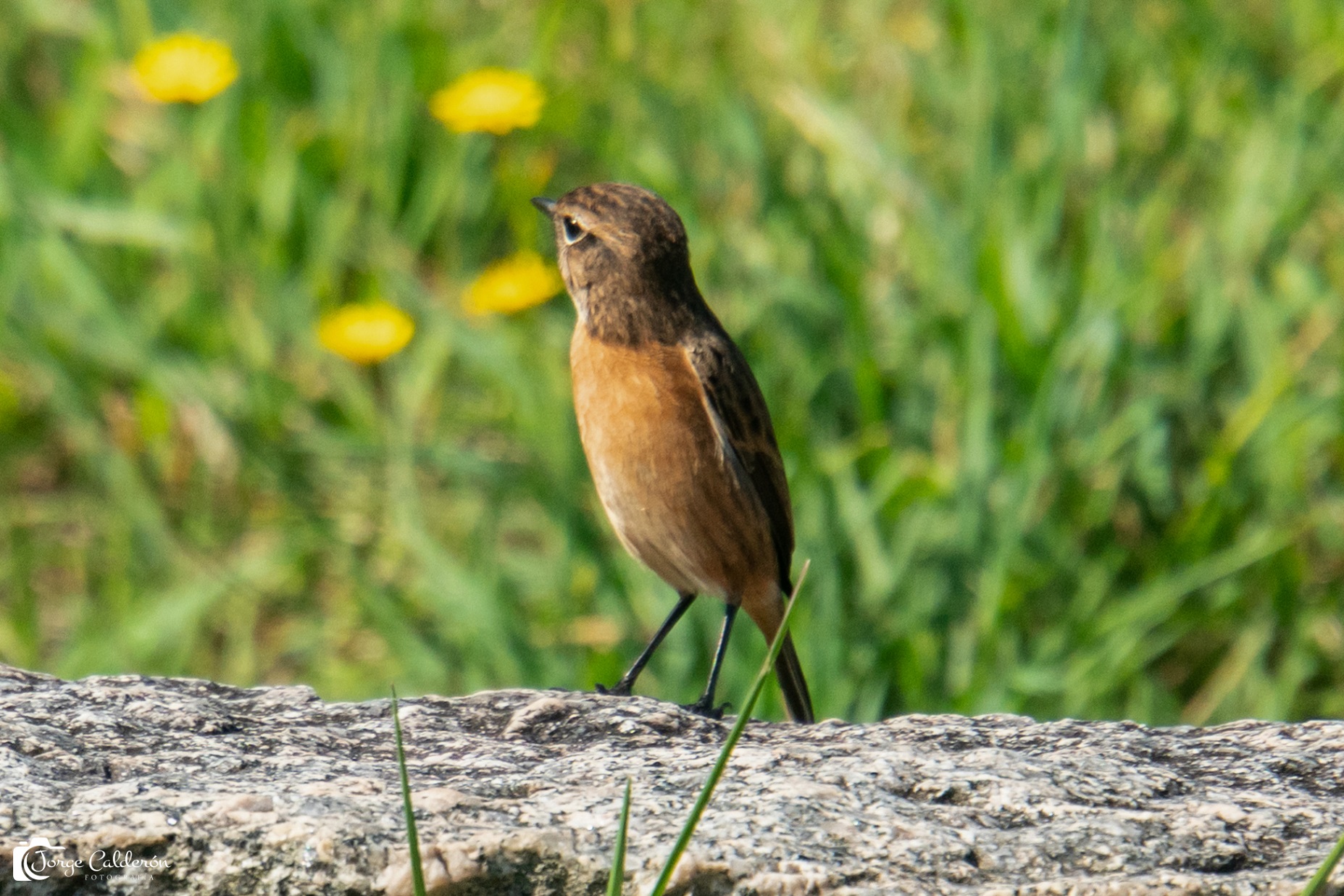 Aves